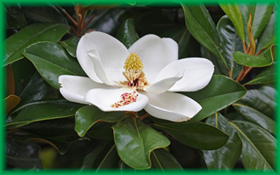 magnolia14