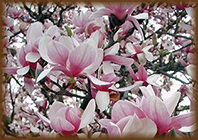 magnolia7_b